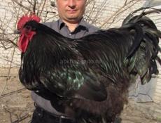 Петух Джерсийский гигант