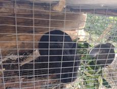 Дёшево кролики