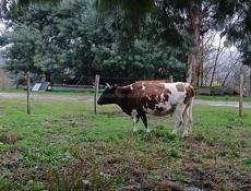 Продажа стельных коров