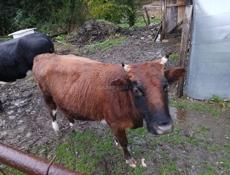 Продажа стельных коров