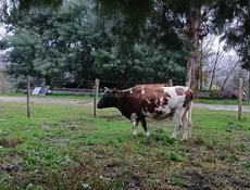 Продажа стельных коров