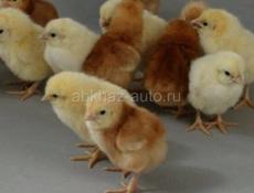 Продаю цыплят породы Ломан Браун (несушки)