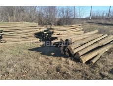 Акация колушки 