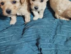 Щенки той пудель 