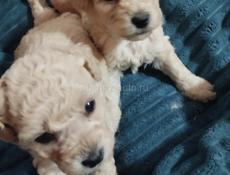 Щенки той пудель 