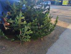 Продаётся ёлки 