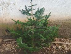 Продаётся ёлки 