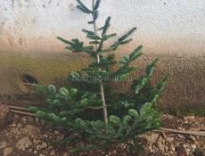 Продам ёлки