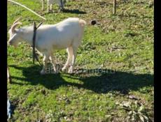 Продаю козла мальчика