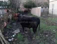 Бычок 160-170 кг