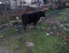 Бычок 160-170 кг