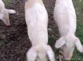 Поросята 