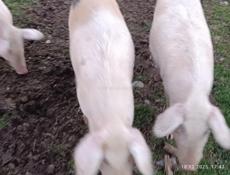 Поросята 