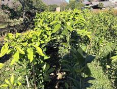 Саженцы лимона 2 вида, и помела 