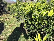 Саженцы лимона 2 вида, и помела 