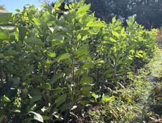 Саженцы лимона 2 вида, и помела 