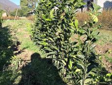 Саженцы лимона 2 вида, и помела 