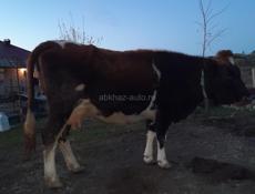 Корова и теленок