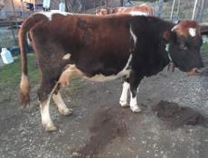 Корова и теленок