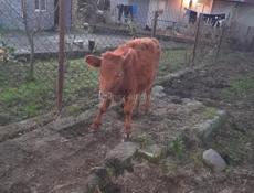 Корова и теленок