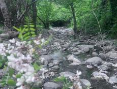 50СОТОК СУХУМ 