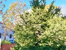 Елка, красотка 😍 Продам либо с корнем, либо без