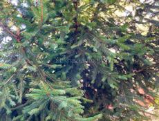 Елка, красотка 😍 Продам либо с корнем, либо без