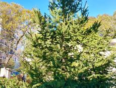 Елка, красотка 😍 Продам либо с корнем, либо без