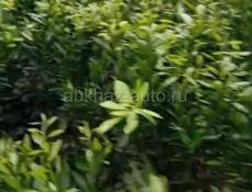 Сентябрьские саженцы