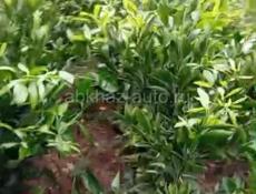 Сентябрьские саженцы