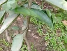 Сентябрьские саженцы