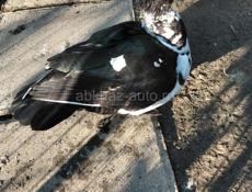 Индоутки продам