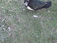 Индоутки продам