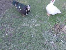 Индоутки продам