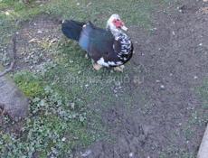 Индоутки продам