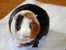 Куплю морскую свинку