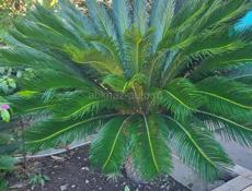 Пальма Саговая 