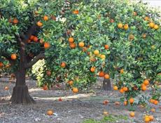 Апельсины самосбор