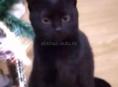 Пропала кошка черная с поломанной лапой зовут чернобурка❗️