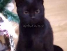 Пропала кошка черная с поломанной лапой зовут чернобурка❗️