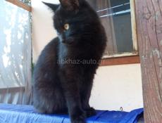 Девочка-куколка. 3, 5мес. Великолепная с отливом шерстка, у нее! 