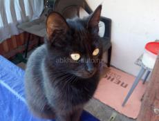 Девочка-куколка. 3, 5мес. Великолепная с отливом шерстка, у нее! 