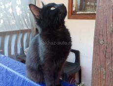 Девочка-куколка. 3, 5мес. Великолепная с отливом шерстка, у нее! 