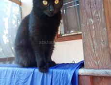 Девочка-куколка. 3, 5мес. Великолепная с отливом шерстка, у нее! 