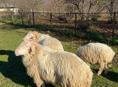 Продаются бараны 