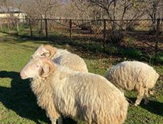 Продаются бараны 