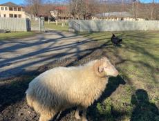 Продаются бараны 