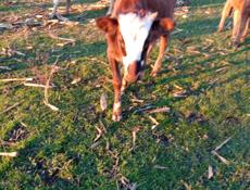 Продаю 4 коров 