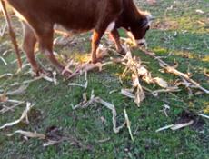 Продаю 4 коров 