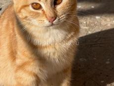 Чудесные красивые котята в добрые руки 